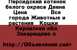 Персидский котенок белого окраса Диана › Цена ­ 40 000 - Все города Животные и растения » Кошки   . Кировская обл.,Захарищево п.